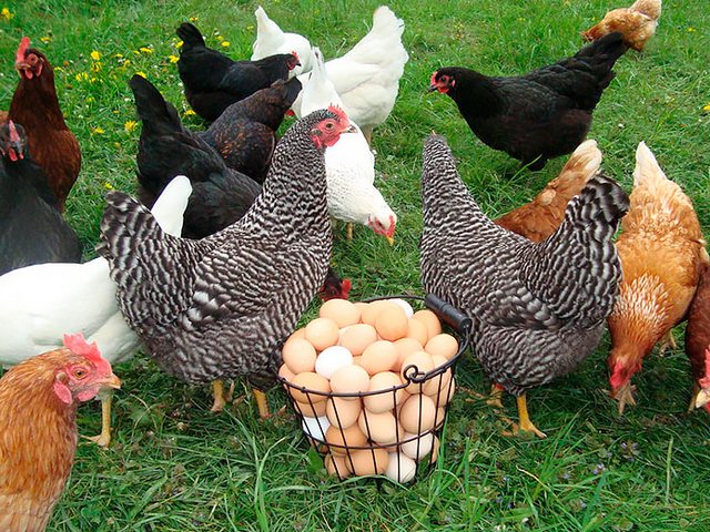 Содержание кур и уход за ними | ЗооТом - продажа, вязка и услуги для животных в Лабинске