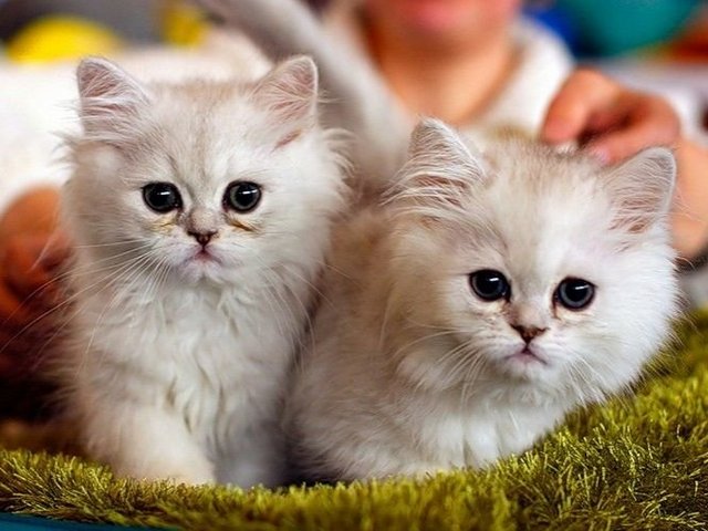 Породы кошек в Лабинске | ЗооТом портал о животных