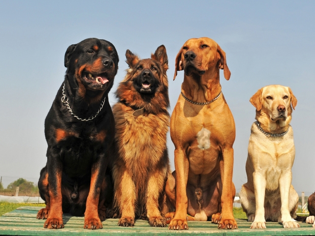 Крупные породы собак в Лабинске | ЗооТом портал о животных